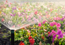 How to create your dream garden?